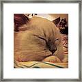 Just For Back From The Vet - Mittens Is Framed Print