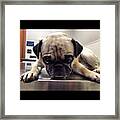 Just Got Back From The Animal Framed Print