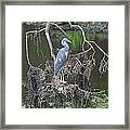 Juvenile Little Blue Heron Framed Print