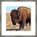 Kansas Buffalo Framed Print