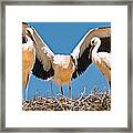 Kasbah Stork Nest Framed Print