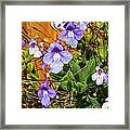 Kathy's Violets From Australia Framed Print