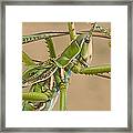 Katydid Showing Small Wings South Africa Framed Print