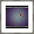 Kestrel Framed Print