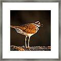 Killdeer In Golden Light Framed Print