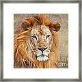 King Of Beasts Portrait Of A Lion Framed Print