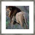 King Of The Beasts Framed Print