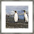 King Penguin Trio On Beach South Framed Print