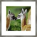 Kissing Guanacos - Torres Del Paine Np Chile Framed Print