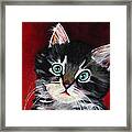Kitten In Red Framed Print