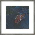 Koi And Water Lily Framed Print