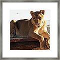 Kumba The Lion Framed Print