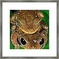 Lacelid Frog Nyctimystes Dayi Pair Framed Print