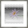 Lacy Lily Framed Print