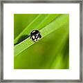 Ladybug With Black-brown And Red Color Framed Print