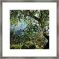 Lakeside Tree Framed Print