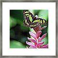 Landing On Top Framed Print