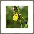 Large Yellow Lady Slipper Orchid Dspf0251 Framed Print