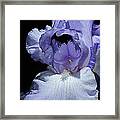 Lavender Blue Iris Framed Print