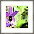 Lavender Dendrobium Framed Print