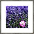 Lavender Field With Poppy Framed Print