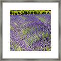 Lavender3 Framed Print