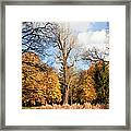 Lazienki Park Autumn Scenery Framed Print