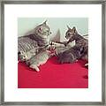 Lazy Day Saturday #cat #cats Framed Print