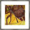 Leafcutter Ant Acromyrmex Octospinosus Framed Print