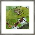 Leafcutter Ants Costa Rica Framed Print