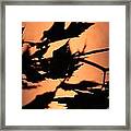 Leaves In Sunset Framed Print