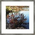 Leaves Of Reflections Framed Print