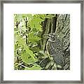 Leaving Home-young Robin Framed Print