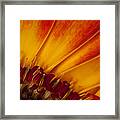 Life Light Framed Print