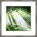 Light Of The Forest Framed Print