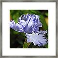 Lilac Blue Iris Flower Framed Print