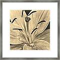 Lily In Sepia Framed Print