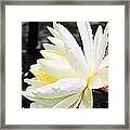 Lily In White Framed Print