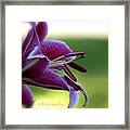 Lily Framed Print