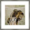 Lion And Lioness Mating Framed Print