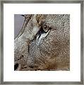 Lion Portrait Framed Print