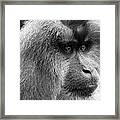 Lion-tailed Macaque Framed Print