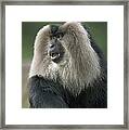 Lion-tailed Macaque Macaca Silenus Male Framed Print