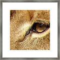 Lioness Eyes Framed Print