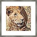 Lioness Hiding Framed Print