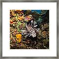 Lionfish, Fiji Framed Print