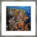 Lionfish, Indonesia Framed Print