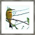 Little Bee-eater Framed Print