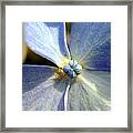 Little Blue Flower Framed Print
