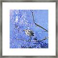 Little Blue Heron Baby Framed Print